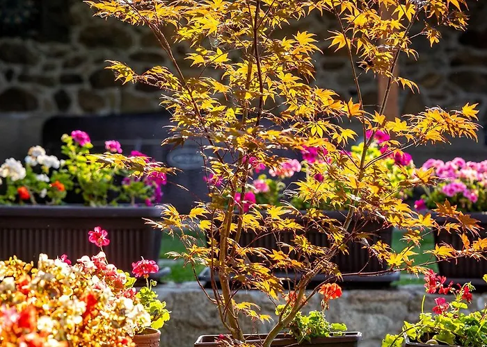 Villa къща за приятели недкови *